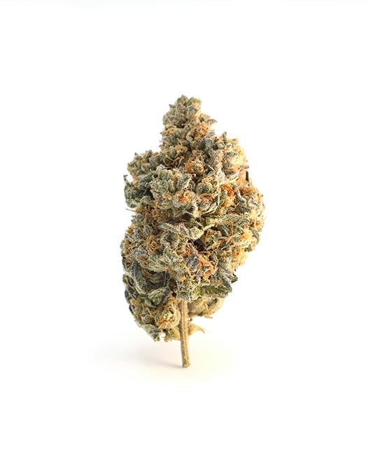 Buy White Buffalo