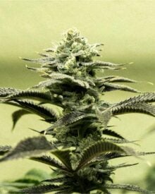 buy-premium-feminized-cannabis-grape-soda