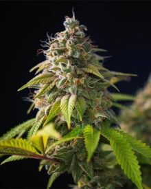 buy-premium-feminized-cannabis-pink-panther
