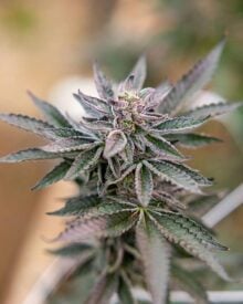 buy-premium-feminized-cannabis-purple sunset