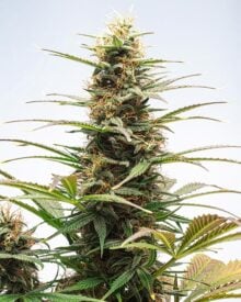 buy-premium-feminized-cannabis-sunset