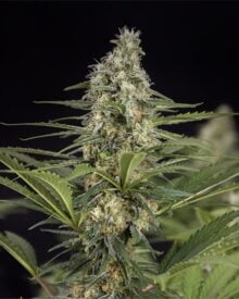 buy-premium-feminized-cannabis-trophy-wife