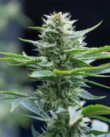 Buy White Buffalo