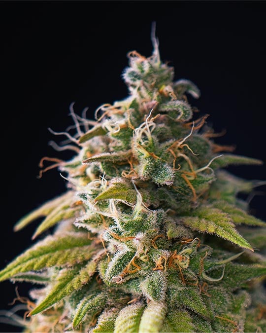 Pink Panther