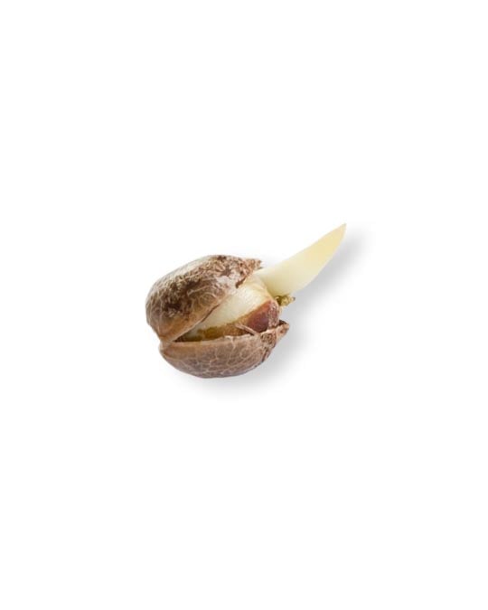 shop-your-choice-weed-seeds-blueberry-caviar