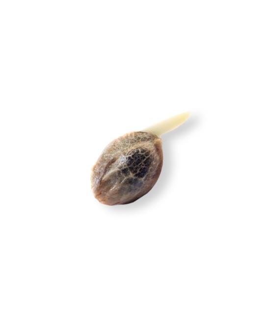 shop-your-choice-weed-seeds-special-sauce