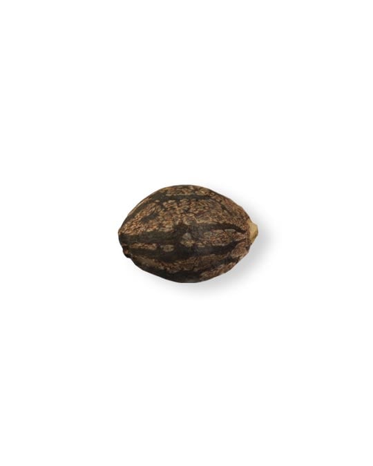 shop-your-choice-weed-seeds-sunset