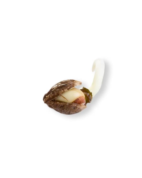 shop-your-choice-weed-seeds-white-buffalo