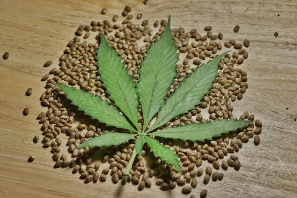 cannabis seeds