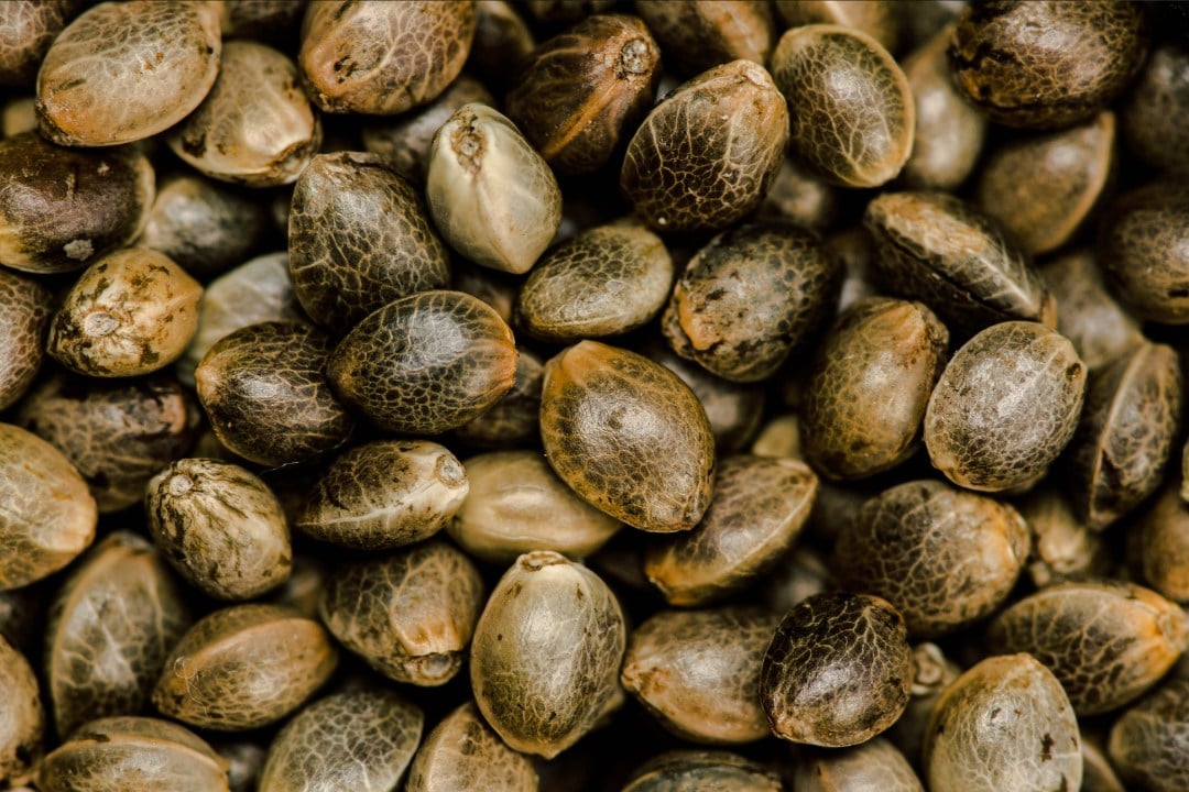 how to buy cannabis seeds