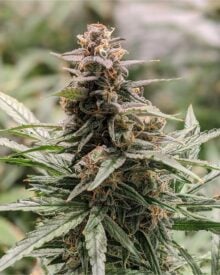 Buy Blueberry Muffin