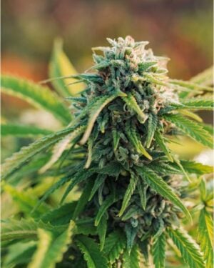 buy-premium-feminized-cannabis-all-gas-og