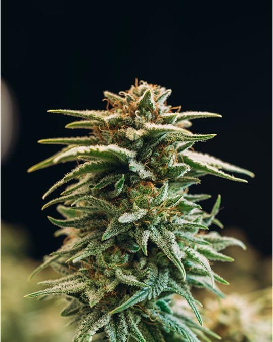 Buy Blueberry Pancakes