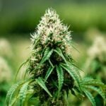 Pineapple Upside Down Cake