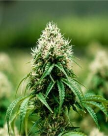 Buy Pineapple Upside Down Cake