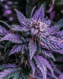 Buy Purple Panty Dropper