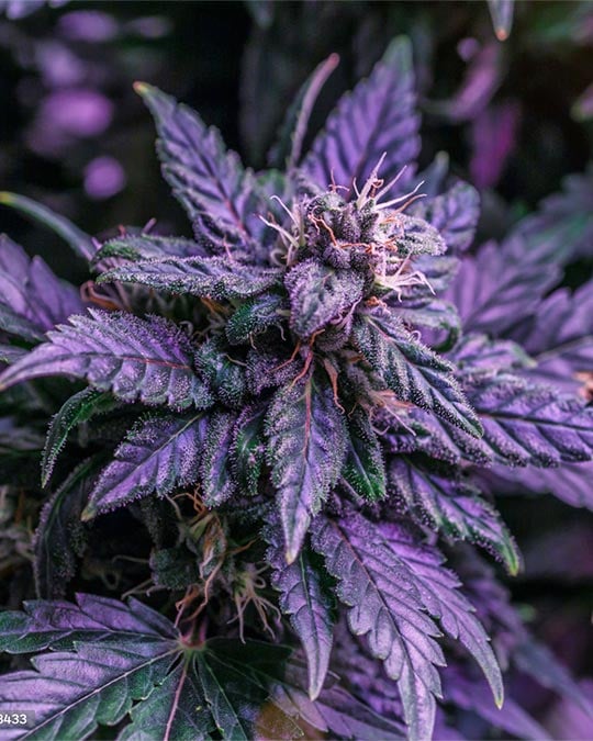 Buy Purple Panty Dropper