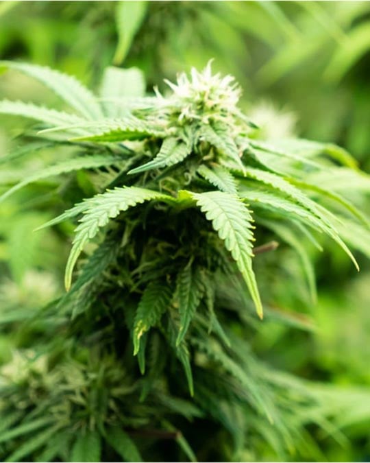 Buy Raspberry Parfait