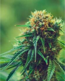 Buy Vanilla Frosting