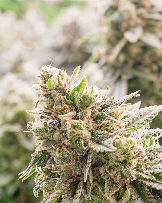 Buy Blueberry Muffin