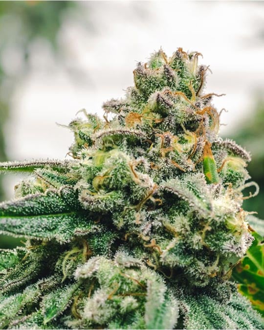 Buy Blueberry Pancakes