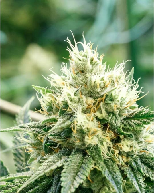 Buy Pineapple Upside Down Cake