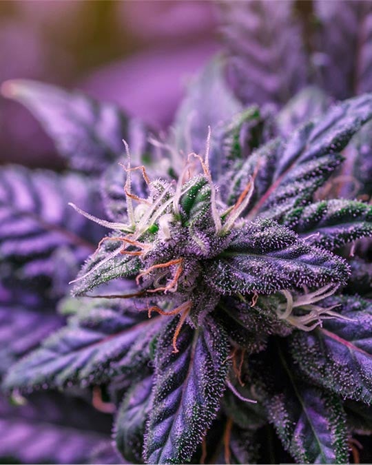 Buy Purple Panty Dropper