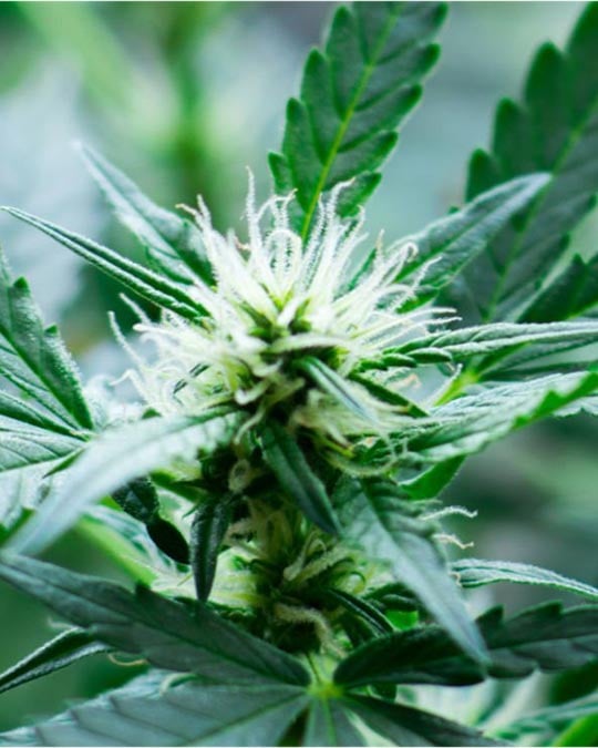 Buy Raspberry Parfait