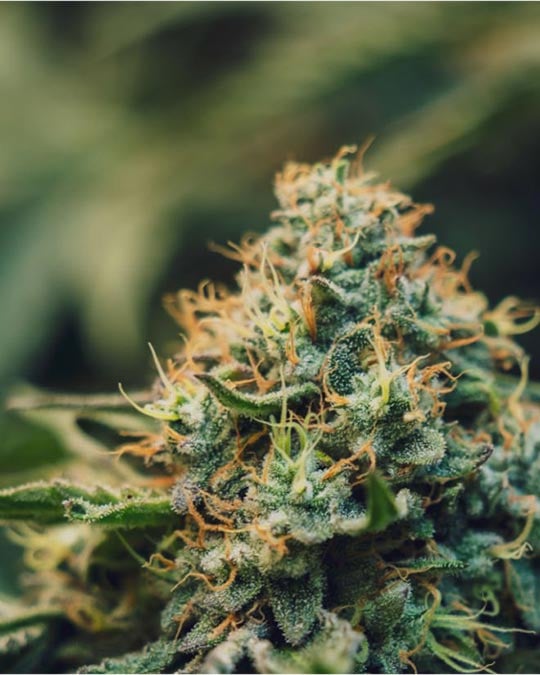 Buy Vanilla Frosting