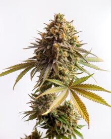 Buy Blackberry Moonrocks