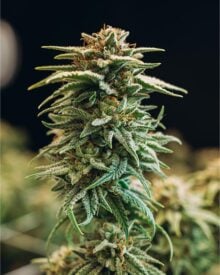 Buy Chicken N' Wafflez