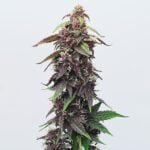 Grandmommy Purple