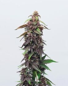 Buy Grandmommy Purple