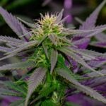 Purple Gas