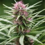 Purple Skunk