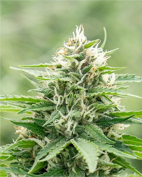 Buy California Octane