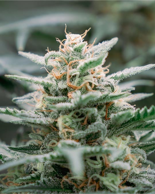 Buy Chicken N' Wafflez