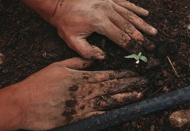 Choosing the wrong soil is one of the most common mistakes new cannabis growers make. This guide covers what to look for, what to avoid, and how to mix your own seedling soil at home.