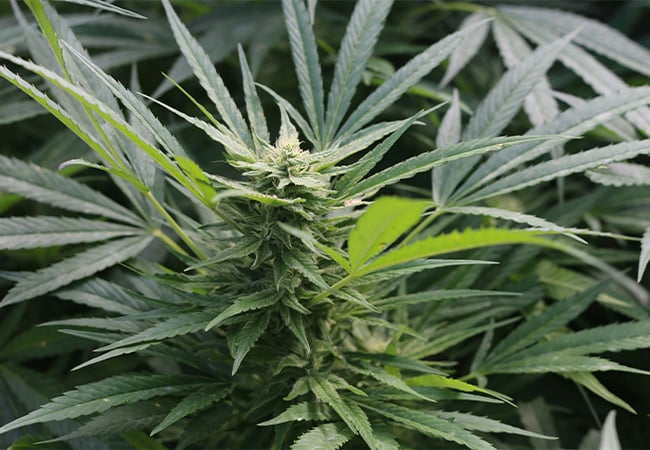 Learn what makes the best soil for cannabis seedlings, including texture, drainage, pH, and nutrient levels. Get DIY mix recipes and expert tips to give your plants a strong start.