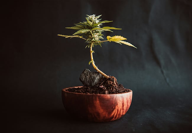 From pH balance to perlite ratios, this guide breaks down exactly what cannabis seedlings need in their soil — and how to give it to them without overcomplicating the process.
