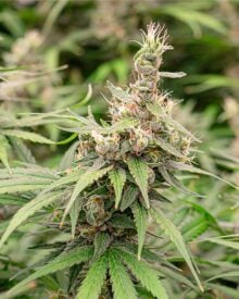 Buy Orange Kush Cake