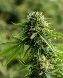 Buy Strawberry Fields