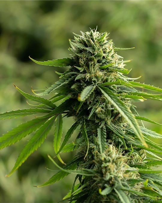 Buy Strawberry Fields