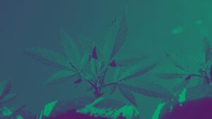 fastest growing autoflowers