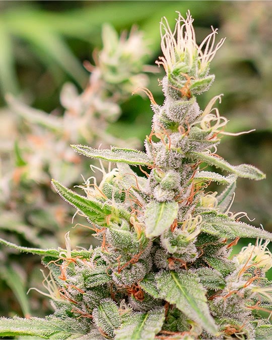 Buy Orange Kush Cake