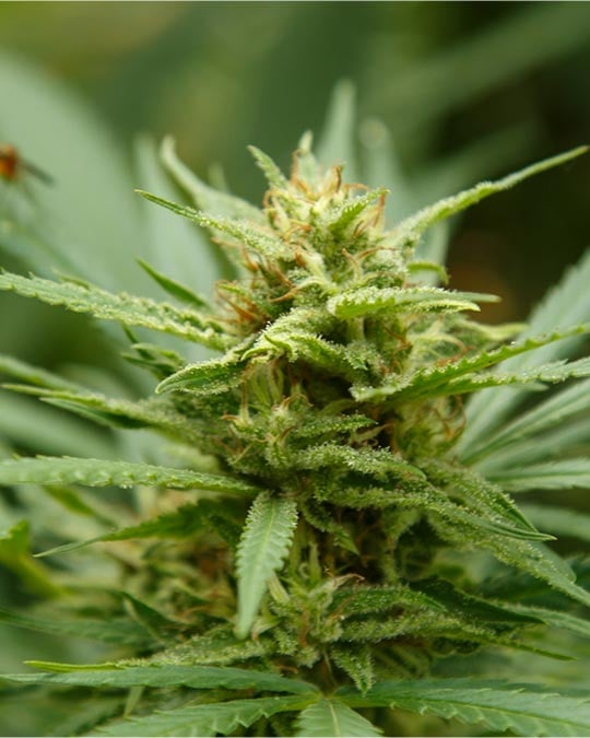 Buy Strawberry Fields