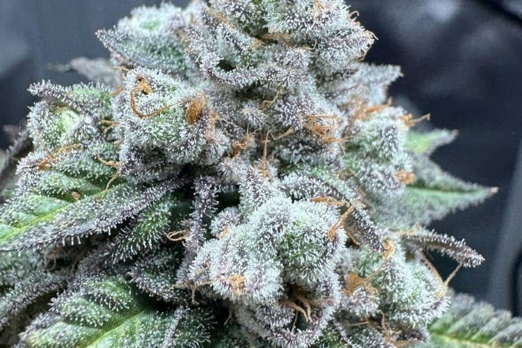 Macro of Snow Caps cannabis with dense frosty crystals.