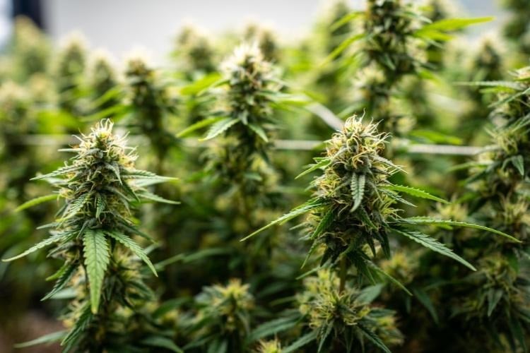 Flowering Snow Caps weed plants with dense buds.