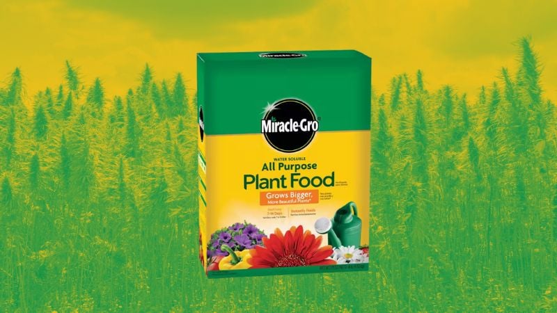 miracle gro for cannabis plants