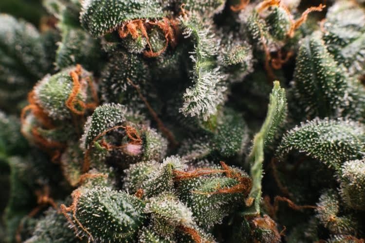 Snow Caps weed buds covered in white trichomes.